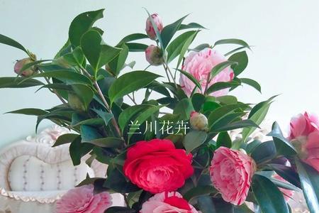 五色赤丹茶花开花时间不长