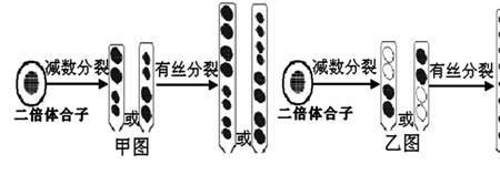 生物减数分裂n是什么意思