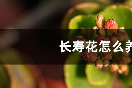 7月份能栽长寿花吗