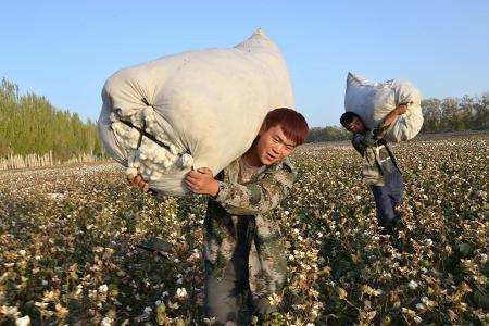 新摘棉花储存多久