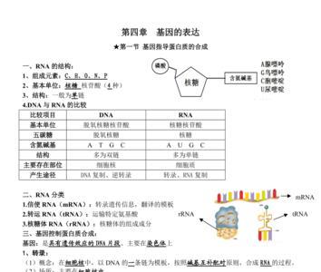 高中必修二生物测交是什么