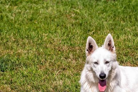 瑞士牧羊犬体味大不大