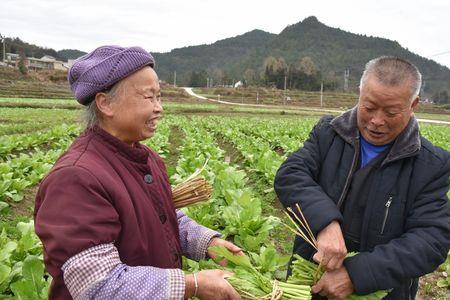 春季采收的菜苔有哪几种品种