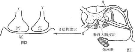 搔扒反射读音