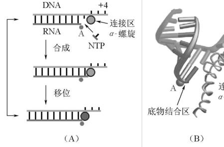 RNA聚合酶的结构