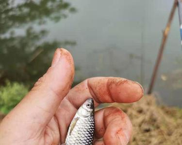 麦穗鱼怕缺氧吗