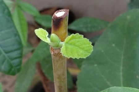 无花果9月移栽后怎样催芽