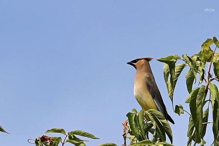 太平鸟5D抗寒什么意思