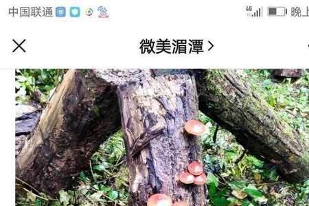 野生马桑菌几月份有