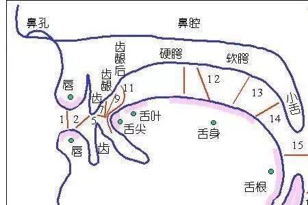 唱歌发声位置男生