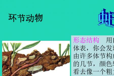 节肢动物是无脊椎动物吗