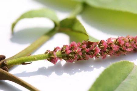 梨花是虫媒花还是风媒花