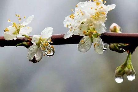 形容女人梨花带雨的诗句