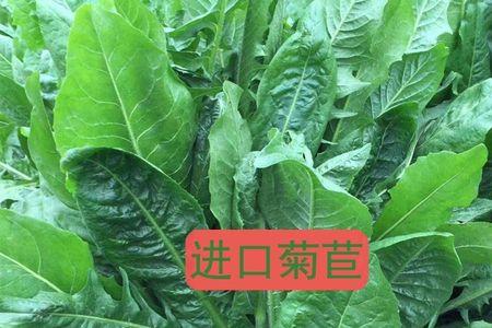 菊苣与将军菊苣哪个好