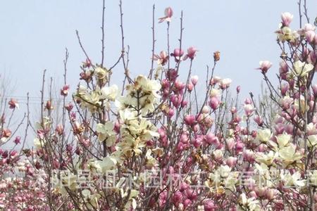 辛夷树栽植方法