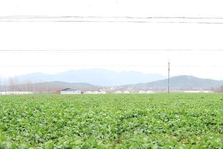 三环唑用在油菜会死油菜吗