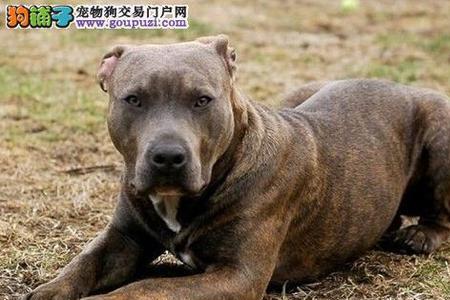 如何使比特犬快速补钙