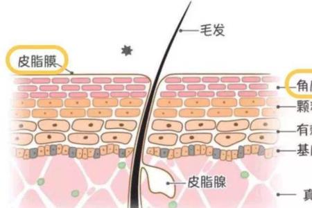 脸上的角质层是多厚