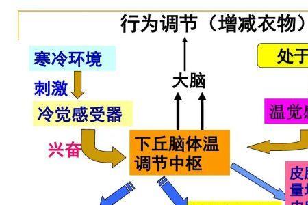 体温调节中枢位于哪里