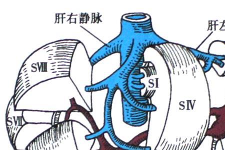 glisson系统中文叫什么