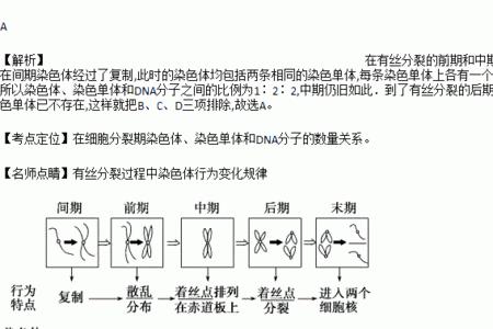 体细胞的有丝分裂是均等分裂吗