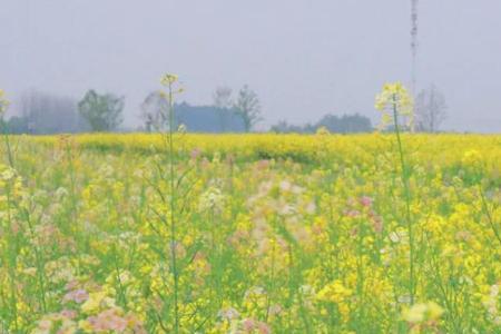 油菜花颜色怎么去除