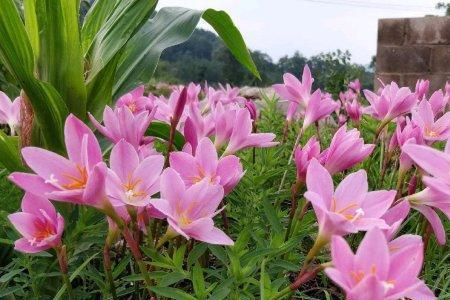 风雨兰几月份移出室外