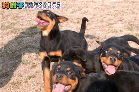 罗威纳犬应该在什么时间剪尾巴