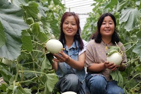 白兰瓜露天种植技术