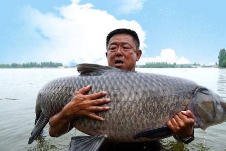 青鱼一天的摄食量