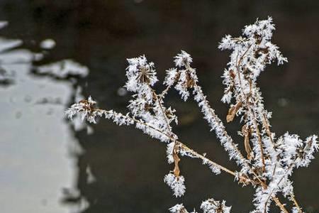 形容雪覆盖绿色植物的诗句