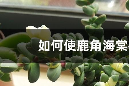 鹿角开花的含义是什么