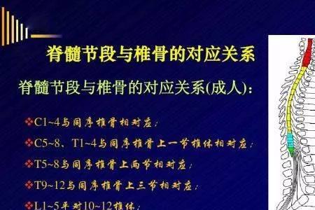 位于脊髓后索外侧壁的结构是