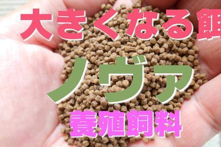 养鱼最便宜的天然饲料