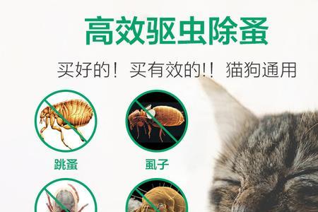 50天的蓝猫能戴除蚤项圈吗