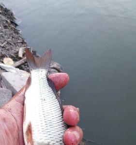 上海曹路野钓最佳地方