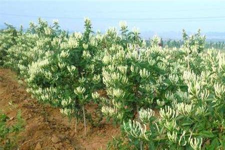 金银花种植什么季节是最好