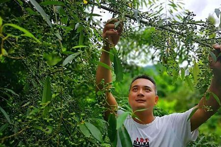 如何种植山苍子产量高