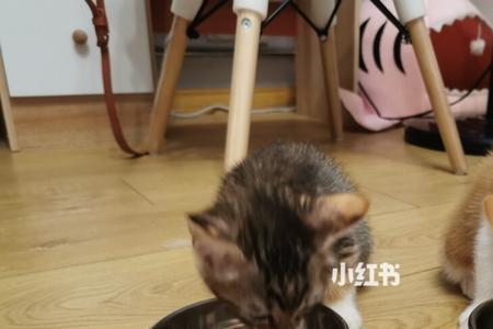 怎么告诉猫咪要把它送走了