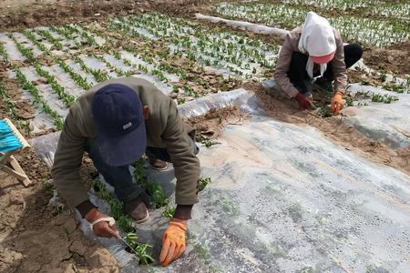 莴苣10月份露天种植需要盖地膜吗