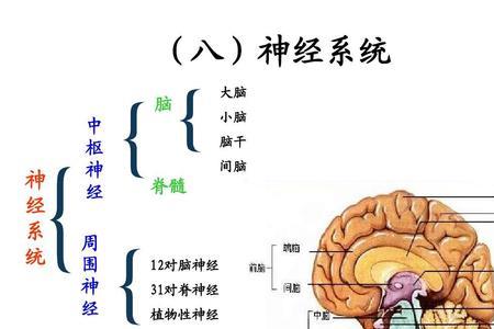 大脑远征小脑东渡是什么意思