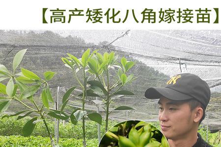 湖南适合种植八角吗