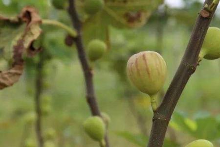 河南省无花果几月结果