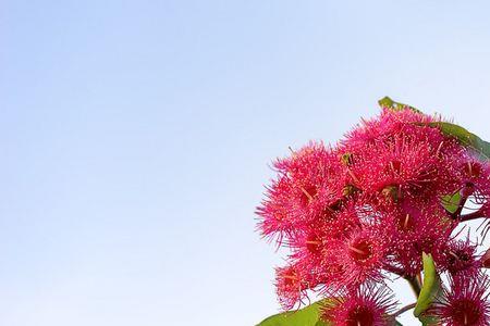 东莞桉树几月份开花