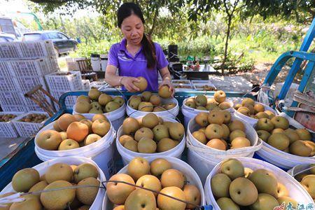 江苏翠冠梨几月份下市