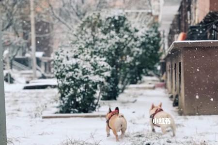 为什么说下雪下雨狗开心