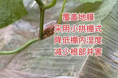 地膜和小拱棚温度一样吗