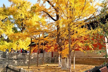 大觉寺银杏树最佳观赏时间