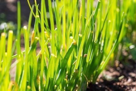 韭菜种植时间和方法几天发芽