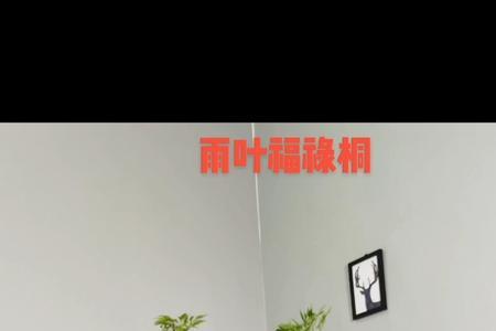 羽叶福禄桐开花后需要修剪吗